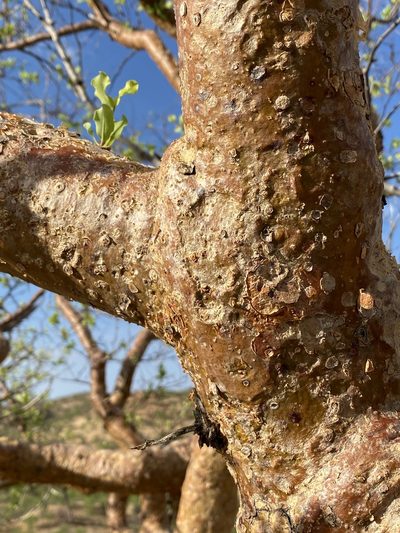 Commiphora glaucescens, photographed by Dave U