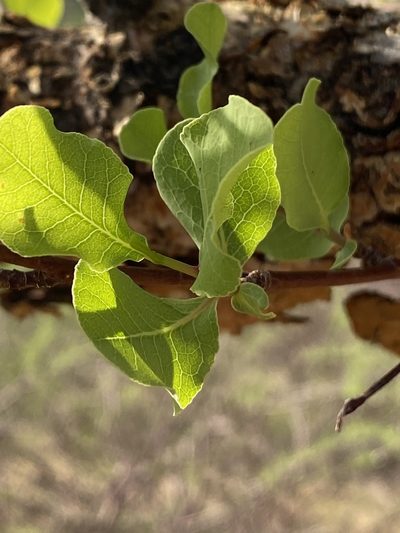 Commiphora glaucescens, photographed by Dave U