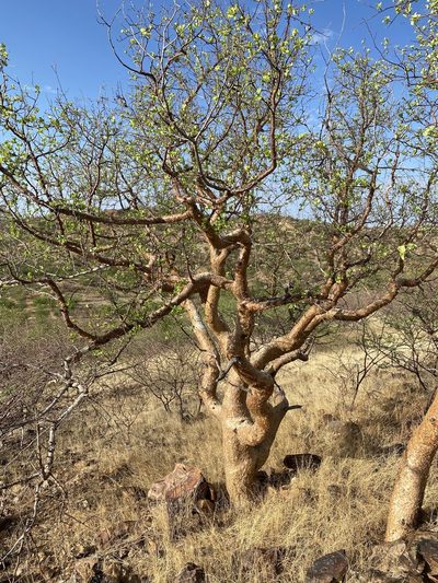 Commiphora glaucescens, photographed by Dave U