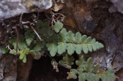 Myriopteris scabra, photographed by Michelle W. （鍾偉瑋）