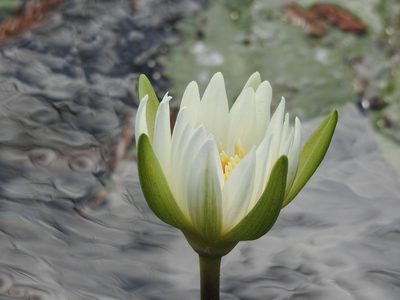 Nymphaea ampla, photographed by Sandino Guerrero