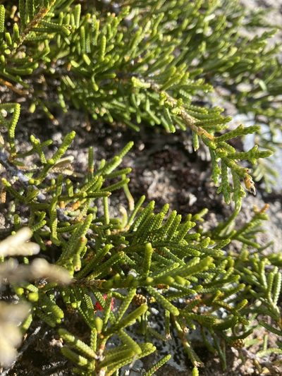 Microcachrys tetragona, photographed by krumpianking