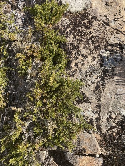 Microcachrys tetragona, photographed by krumpianking