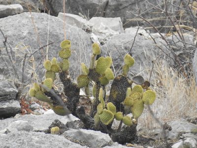 Opuntia microdasys, photographed by Sandino Guerrero