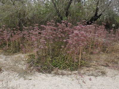 Kalanchoe daigremontiana, photographed by Sandino Guerrero