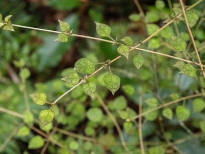 Coprosma areolata, photographed by Cara-Lisa Schloots