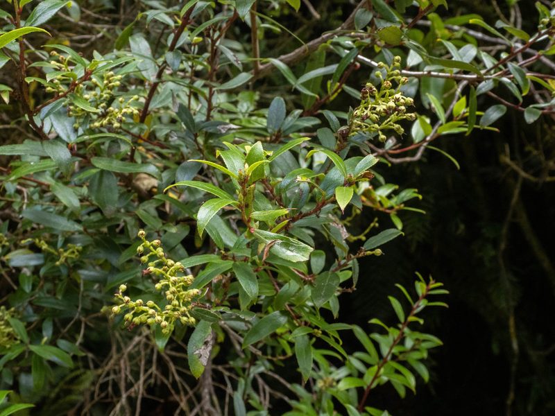 Gaultheria paniculata, photographed by Cara-Lisa Schloots