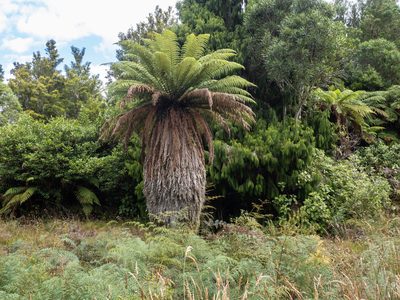 Dicksonia fibrosa, photographed by Cara-Lisa Schloots