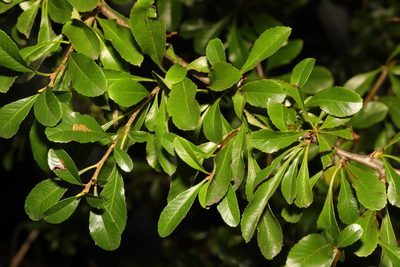Pyracantha coccinea, photographed by Stephen James McWilliam