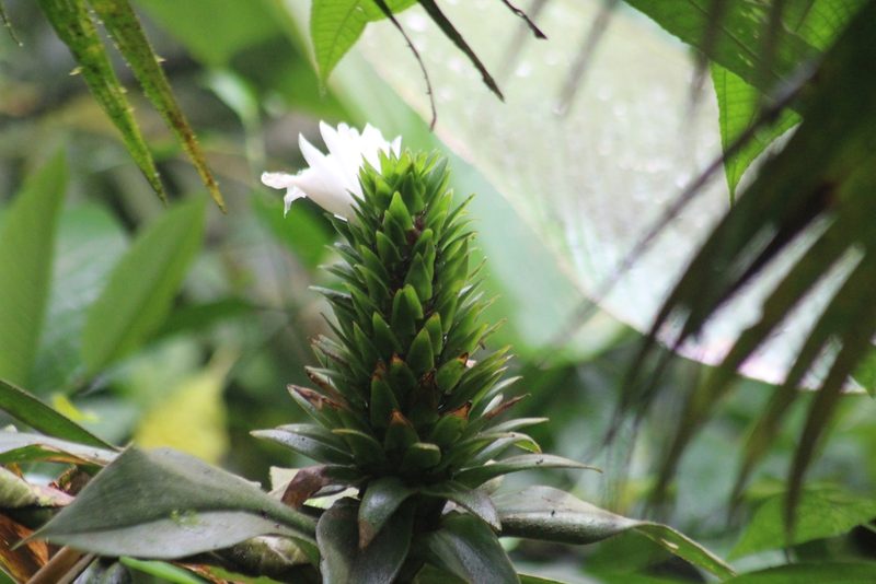 Costus leucanthus, photographed by Michael Bakker Paiva