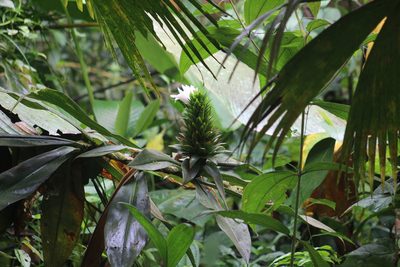 Costus leucanthus, photographed by Michael Bakker Paiva