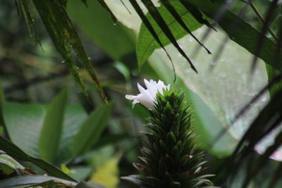 Costus leucanthus, photographed by Michael Bakker Paiva