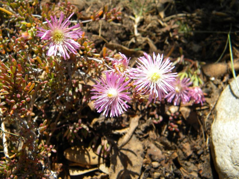 Lampranthus stenus, photographed by Tim Kirsten