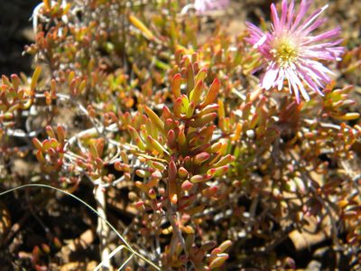 Lampranthus stenus, photographed by Tim Kirsten