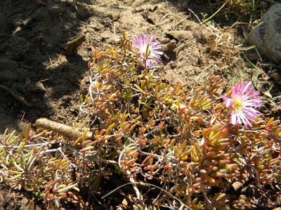 Lampranthus stenus, photographed by Tim Kirsten