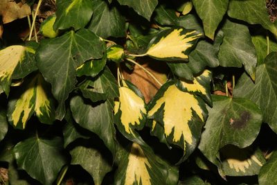 Hedera colchica, photographed by Stephen James McWilliam