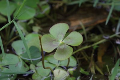 Marsilea mutica, photographed by Richard Fuller