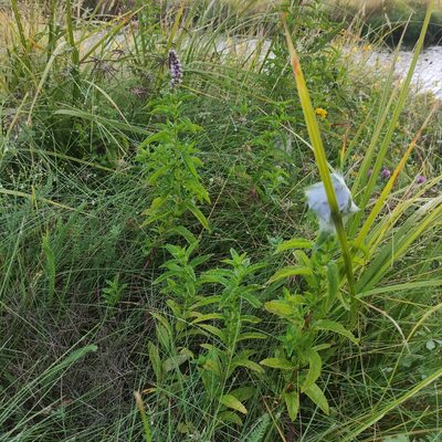 Mentha spicata, photographed by Jenny Saito