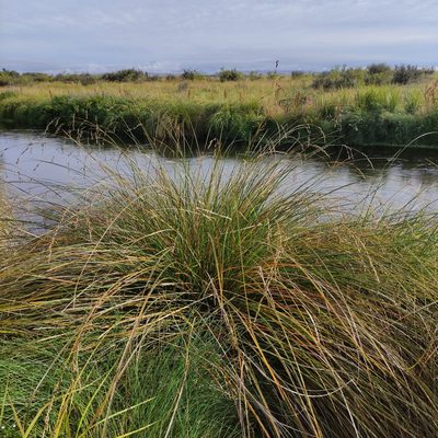 Carex secta, photographed by Jenny Saito