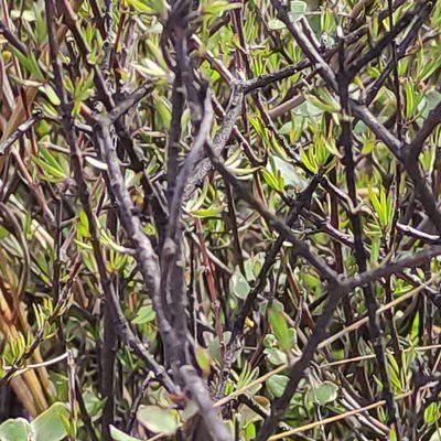 Coprosma intertexta, photographed by Jenny Saito