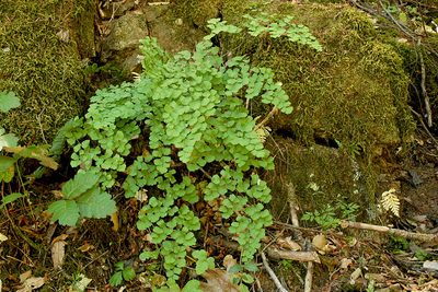 Adiantum shastense, photographed by Timothy McNitt