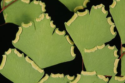 Adiantum shastense, photographed by Timothy McNitt