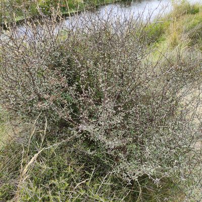 Olearia odorata, photographed by Jenny Saito