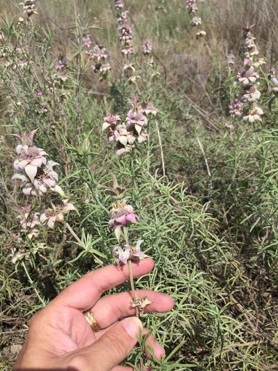 Monarda fruticulosa, photographed by Sam Kieschnick