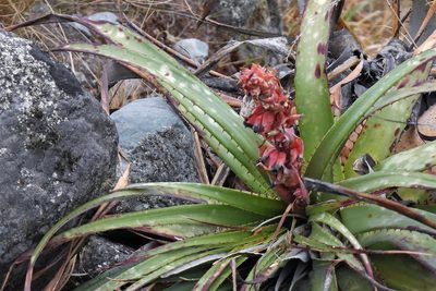 Puya dyckioides, photographed by Hugo Hulsberg