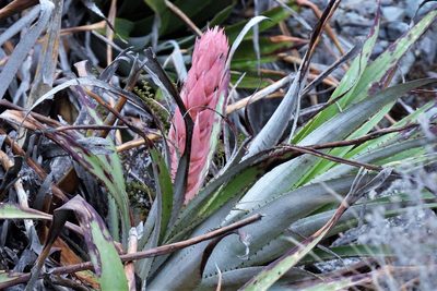 Puya dyckioides, photographed by Hugo Hulsberg