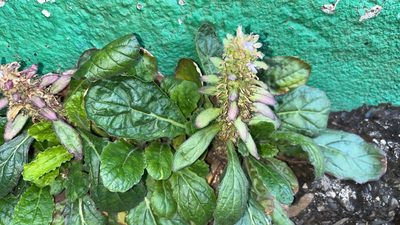 Ajuga taiwanensis, photographed by 謝麗霦