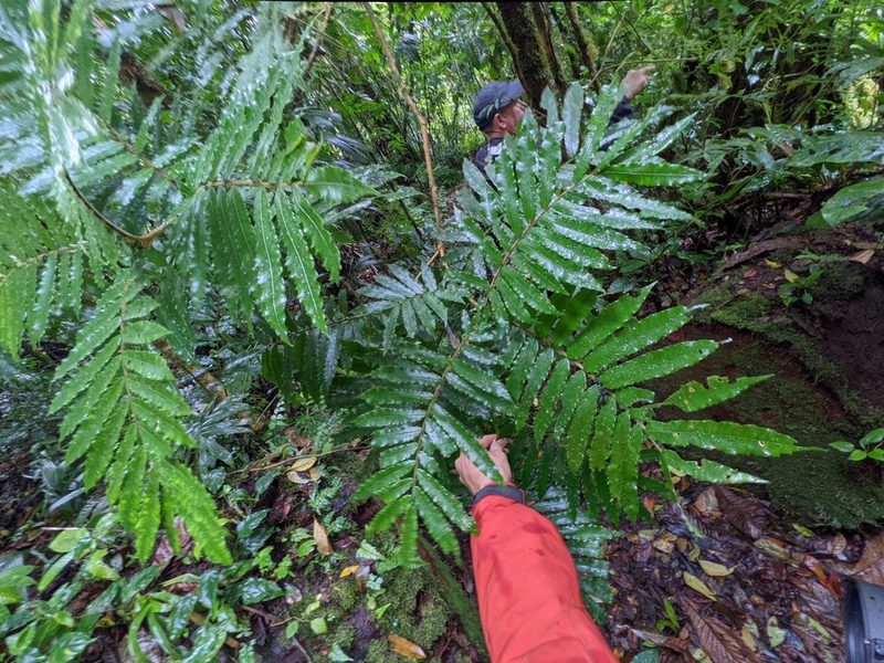 Alfaroa costaricensis, photographed by Trevor Van Loon