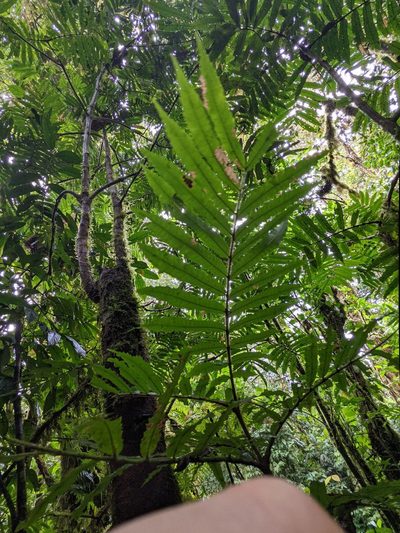 Alfaroa costaricensis, photographed by Trevor Van Loon