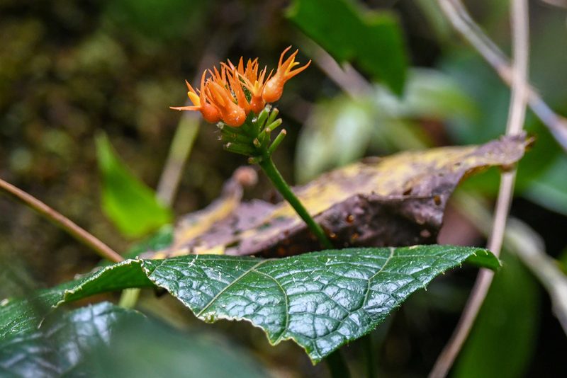 Gurania bignoniacea, photographed by Trevor Van Loon