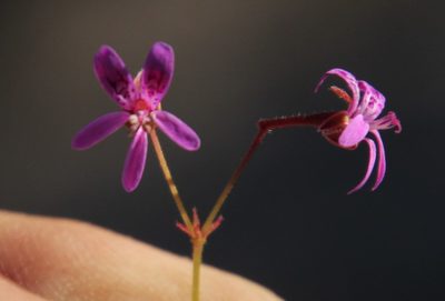 Pelargonium columbinum, photographed by Tony Rebelo