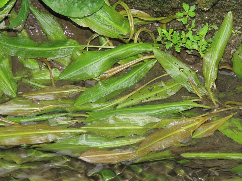 Potamogeton wrightii, photographed by chiuluan
