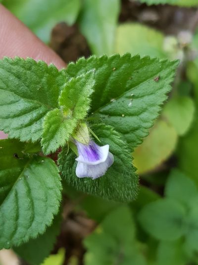 Adenosma javanica, photographed by pbsg