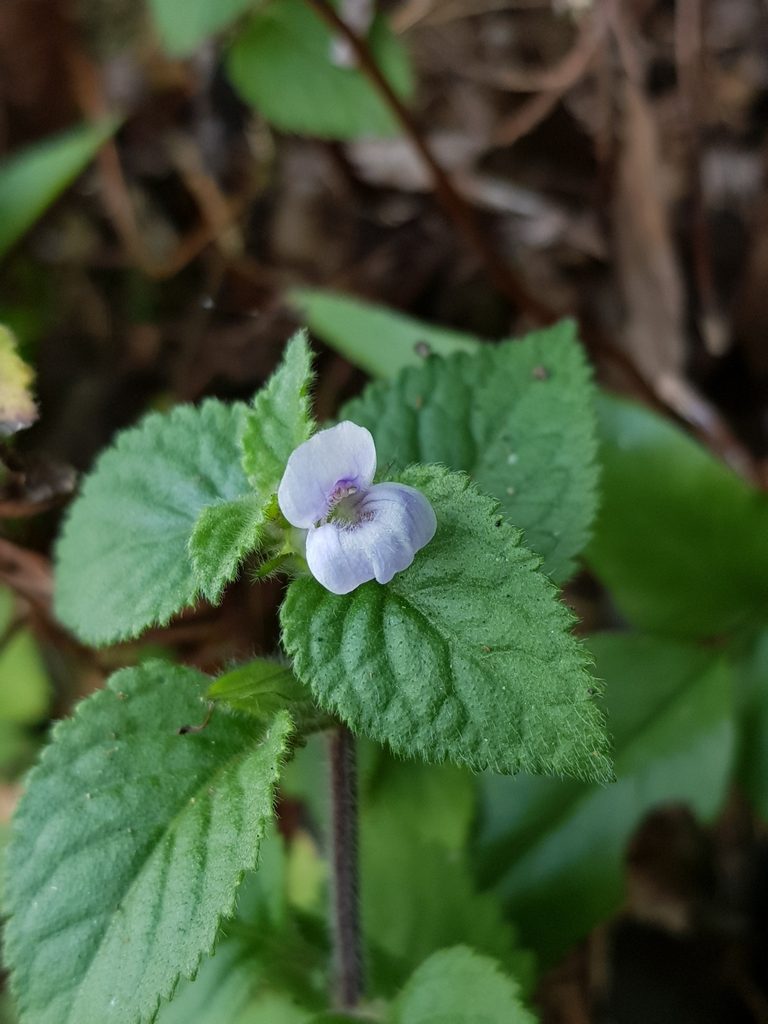 Adenosma javanica, photographed by pbsg