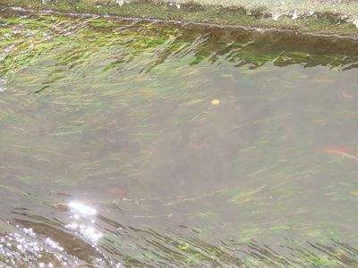 Potamogeton wrightii, photographed by chiuluan