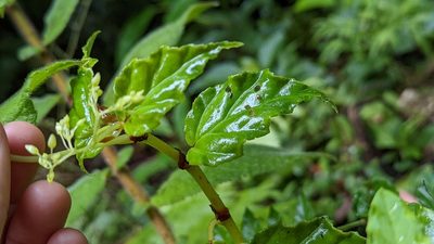 Begonia glabra, photographed by Trevor Van Loon