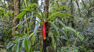 Guzmania nicaraguensis, photographed by Trevor Van Loon