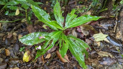 Tradescantia zanonia, photographed by Trevor Van Loon