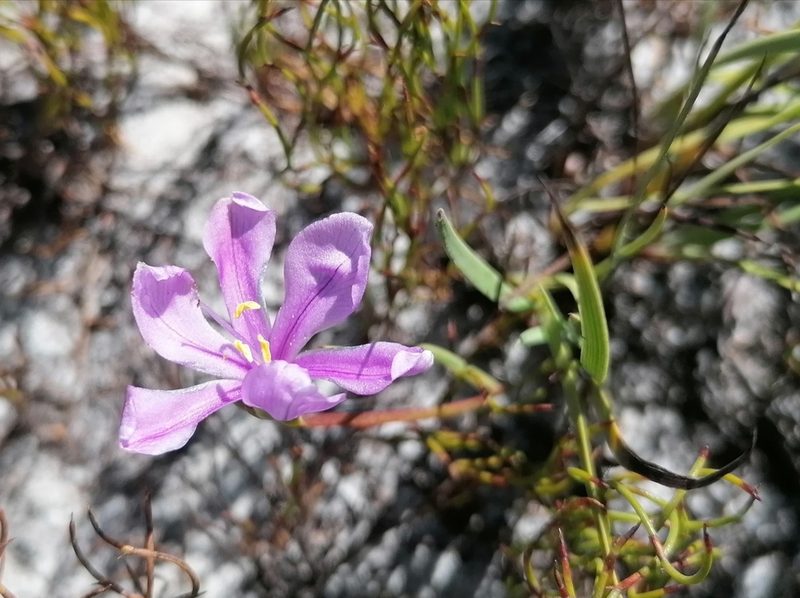 Aristea glauca, photographed by flamelily