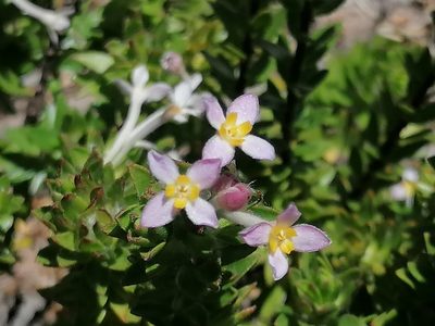 Gnidia tomentosa, photographed by flamelily