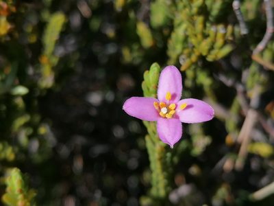 Lachnaea grandiflora, photographed by flamelily