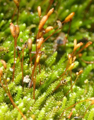 Pterogoniadelphus assimilis, photographed by Nicola van Berkel