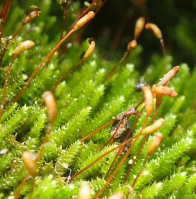Pterogoniadelphus assimilis, photographed by Nicola van Berkel