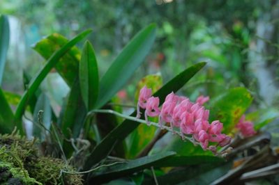 Rodriguezia lanceolata, photographed by Paola Pinilla Castañeda