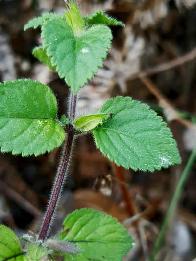 Adenosma javanica, photographed by pbsg
