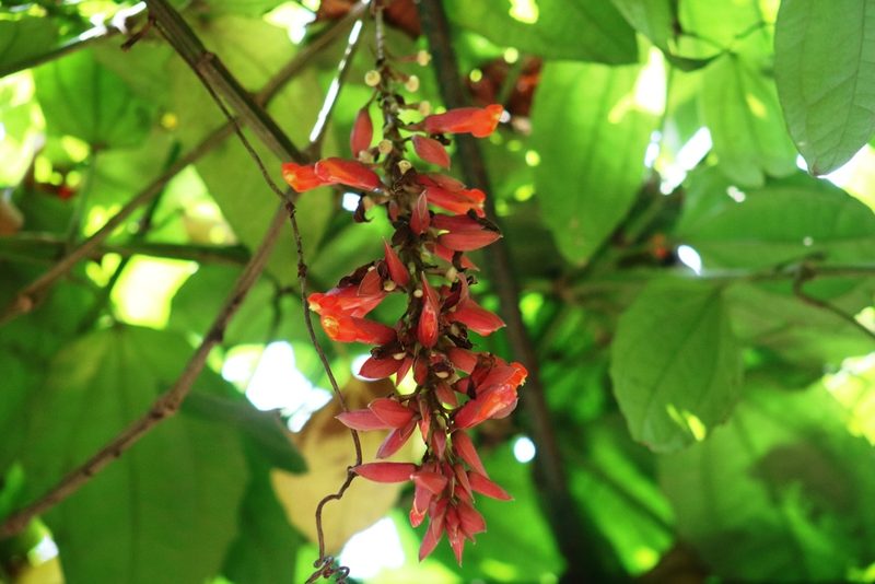 Thunbergia coccinea, photographed by Sabarni Sarker